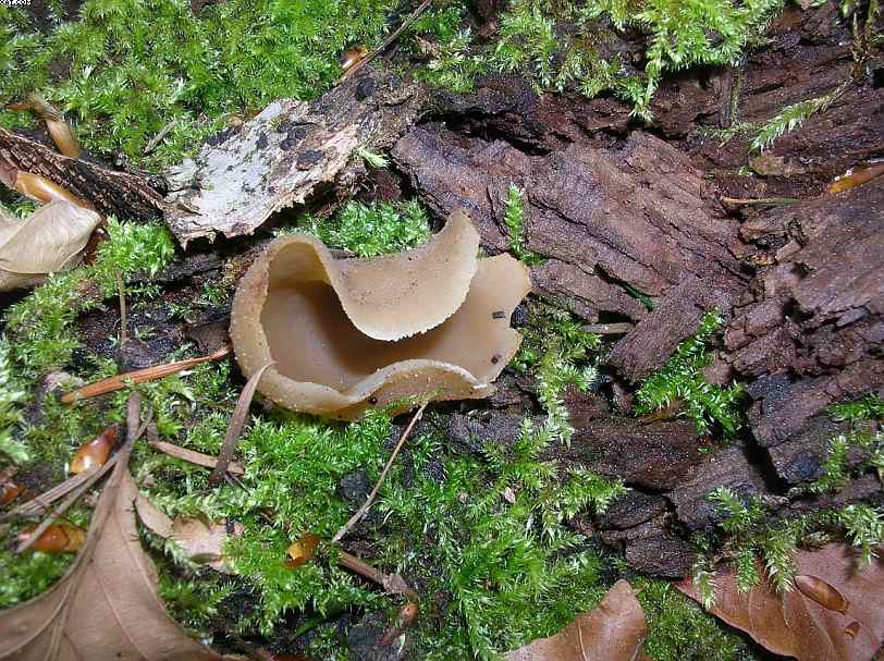 St. Chrischona ( CH )   30. Aprile 2005